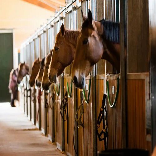 Top Benefits of Investing in a Custom Dog Kennel, Chicken Coop, and Horse Barn